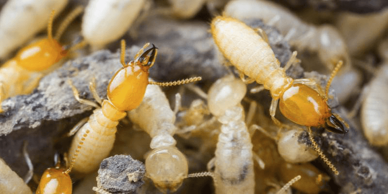 Termite Treatment Mumbai