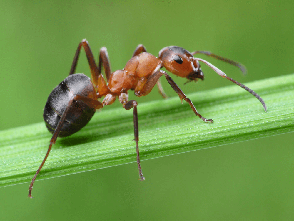 Pest Control for Ants in Mumbai