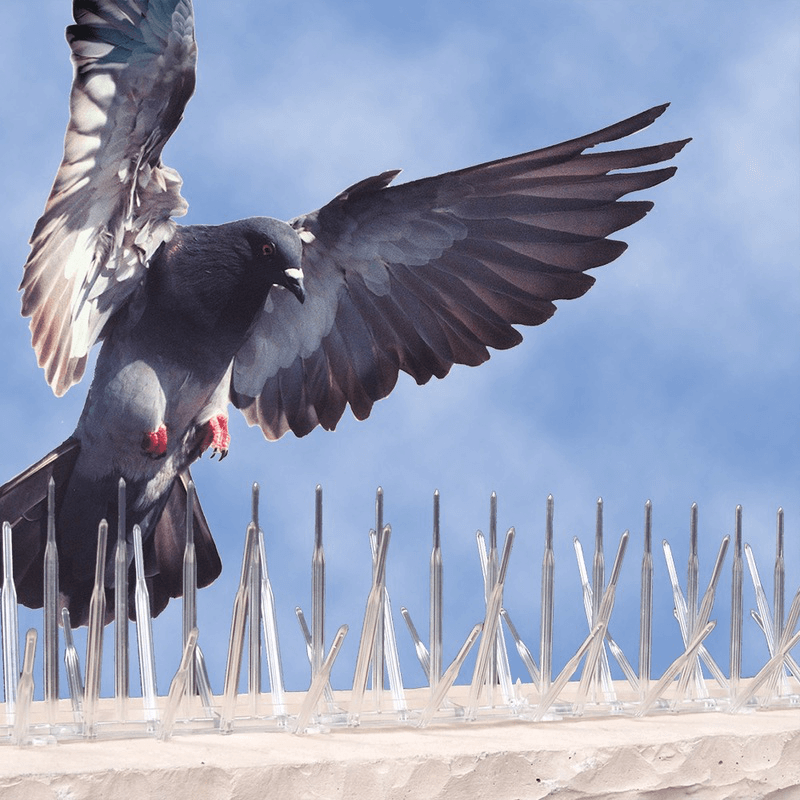 Pigeon Control Mumbai