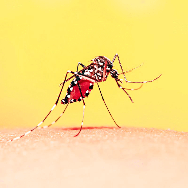 Mosquito Pest Control Mumbai