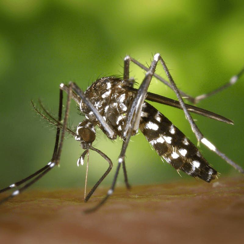 Mosquito Pest Control Thane