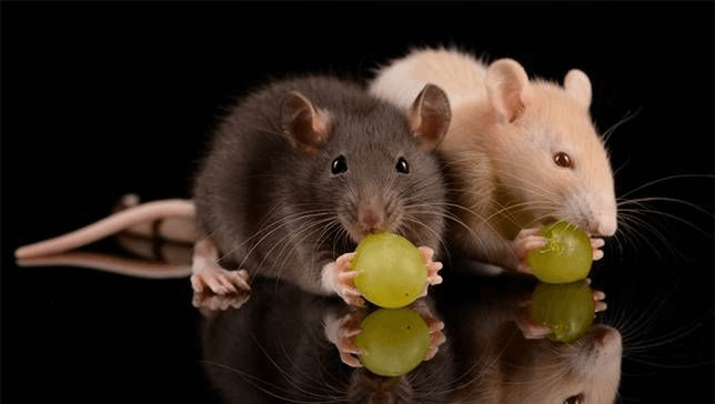 Pest Control for Rats in Mumbai