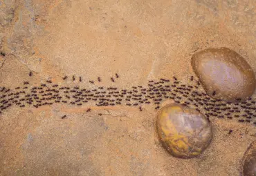 A Sai Pest Control provides Ants Control in Wagle Estate