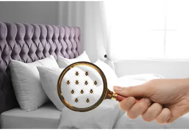 A Sai Pest Control provides Bed Bug Control in Wagle Estate