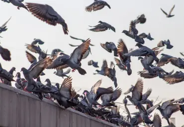 A Sai Pest Control provides Bird Control in Wagle Estate