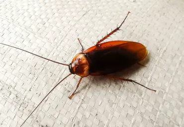 A Sai Pest Control provides Cockroach Control in Wagle Estate