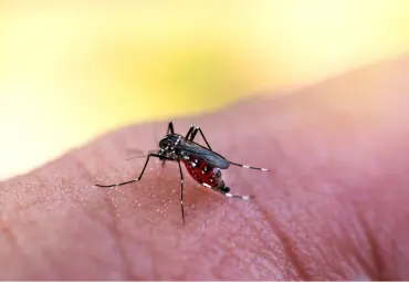 A Sai Pest Control provides Mosquito Treatment in Wagle Estate