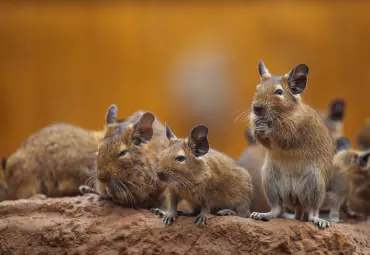 A Sai Pest Control provides Rodent Control in Wagle Estate
