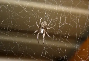 A Sai Pest Control provides Spider Control in Wagle Estate