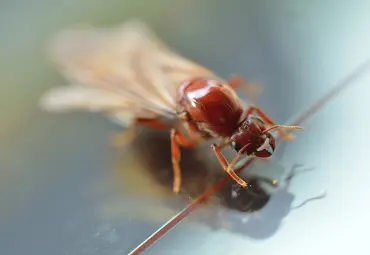 A Sai Pest Control provides Termite Control in Wagle Estate