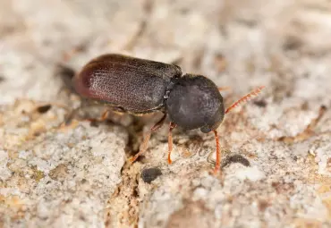 A Sai Pest Control provides Wood Borer Control Services in Wagle Estate